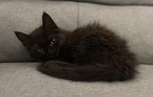 70 days old male kitten قط ذكر مرح عمره شهران و 10 أيام 70 days old male kitten قط ذكر مرح عمره شهران و 10 أيام