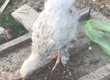 براهما دجاجه براهما دجاجه