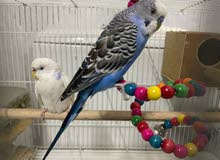 budgies breeding pair with big cage for very less price