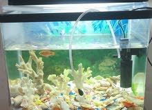 Aquarium with fish, internal filter,  light, color stones etc