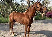 Arabian stalion for sale Arabian stalion for sale