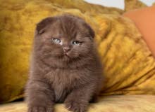 Scottish Fold Kitten