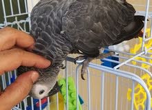طائر بغبغاء كاسكوا طائر بغبغاء كاسكوا