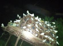 حمام باكستاني زاجل قطيفي هزاز اللي يبغى الجمله حياه الله حمام باكستاني زاجل قطيفي هزاز اللي يبغى الجمله حياه الله