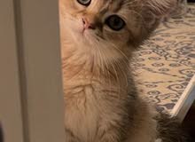 British shorthair British shorthair