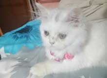 بزونه نثيه هملايا لعمر شهرين ونص الوصف مهم بزونه نثيه هملايا لعمر شهرين ونص الوصف مهم