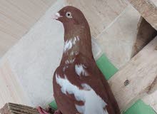12 حبه طيور حمام 12 حبه طيور حمام