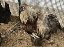Silkie ROOSTERS male only for sale
