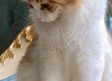 Persian Cat for sale! Persian Cat for sale!