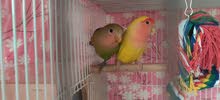Love Birds adult pair Love Birds adult pair