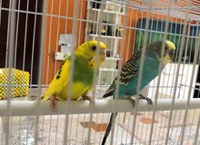 Budgie Breeding Pair Budgie Breeding Pair