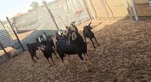 حلال حو حلال حو