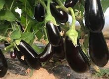 بيع الخضر و الفواكه بجملة بيع الخضر و الفواكه بجملة