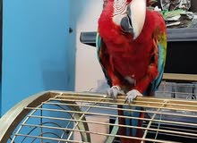 ببغاء مكاو سكارليت لللبيع بسعر مميز جدا