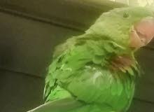 Napali Alexander parrot for sale.