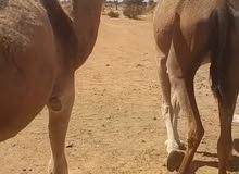 بني وليد بني وليد