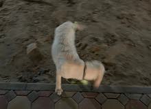 Labrador Labrador