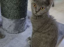 British short hair male 2500 British short hair male 2500