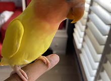 love bird tamed / لف بيرد اليف/ red eyes love bird tamed / لف بيرد اليف/ red eyes