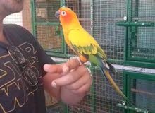 sunconur male parrot sunconur male parrot