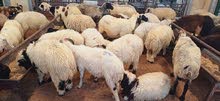 sheeps and GOATS available for Eid al adha