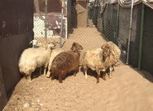 رخال العدد ( 6 ) اناث للبيع جمله3000 رخال العدد ( 6 ) اناث للبيع جمله3000