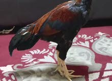 دجاج باكستاني سندي دجاج باكستاني سندي