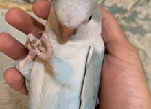 كويكر اليف كويكر اليف