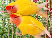LoveBird Lutino LoveBird Lutino