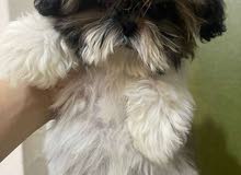 pure breed shih tzue