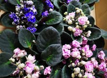 شتلات الفايلوت الأفريقية/AFRICAN VIOLET PLANTS شتلات الفايلوت الأفريقية/AFRICAN VIOLET PLANTS