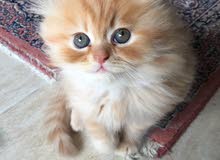 female persian cat for reservation قطة اواني للحجز (انثى)
