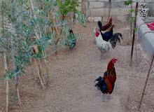 جاج بلدي عدد 4 بياضات ماشاء الله