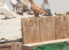 حمام للبيع