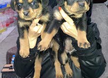 rottweiler rottweiler