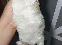 bichon mini toy bichon mini toy