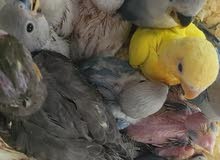 فروخ كوكتيل ولوف بيرد الانستقرام birdsworld.ae فروخ كوكتيل ولوف بيرد الانستقرام birdsworld.ae