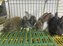 ارانب هولنديه للبيع Dutch rabbits ارانب هولنديه للبيع Dutch rabbits