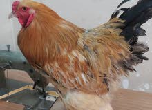 دجاج براهما دجاج براهما