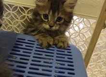 British Long Hair kittens British Long Hair kittens