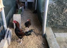Pakistani chicken for sale Pakistani chicken for sale