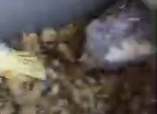 فروخ بادجي للبيع فروخ بادجي للبيع