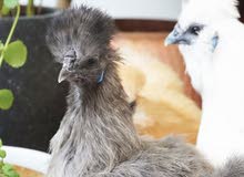 Silkie hens for sale Silkie hens for sale