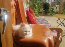 white cat white cat