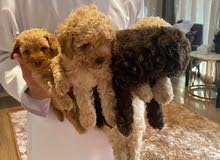 pure french poodle puppy pure french poodle puppy