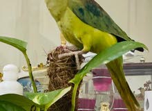 IRN parrot IRN parrot