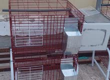 الان التربيه ف البيت اسهل متوفر بطاريه 2 عين للارانب داخل البيوت بها رف نظافه الان التربيه ف البيت اسهل متوفر بطاريه 2 عين للارانب داخل البيوت بها رف نظافه