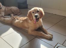 Golden Retriever Female Golden Retriever Female
