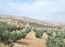 Farm Land for Sale in Zarqa Al-Alouk