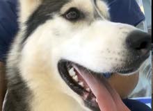هاسكي اصلي للتزاوج - pure husky for meeting هاسكي اصلي للتزاوج - pure husky for meeting